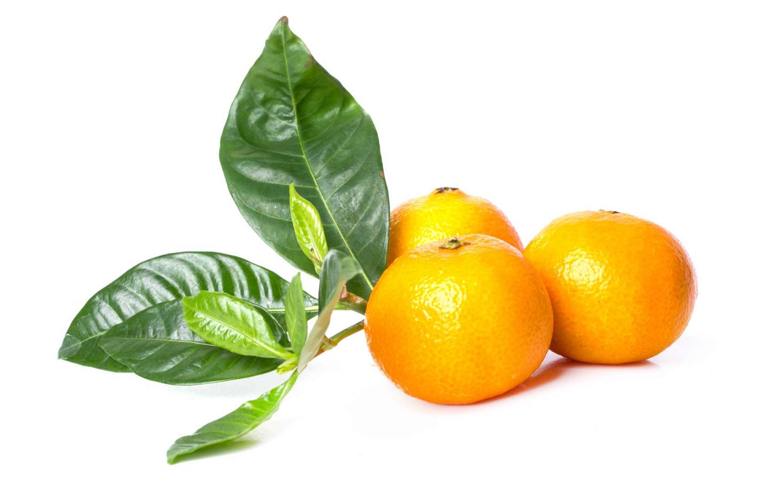 ส้ม – ผลไม้สมุนไพรไทย