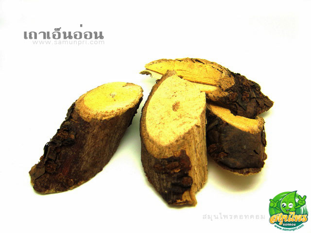 เถาเอ็นอ่อน