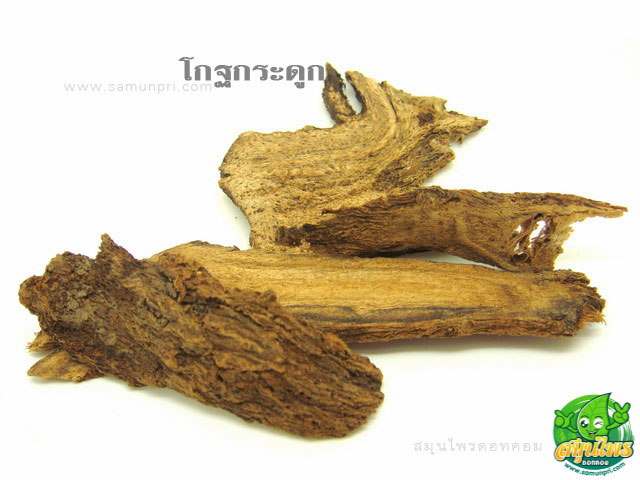 โกฐกระดูก | เครื่องยาสมุนไพร โกฐกระดูก | เครื่องยาสมุนไพร