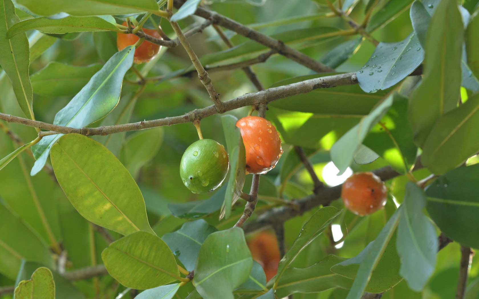 สารภี