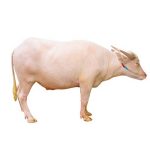 ควายเผือก