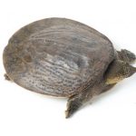 ตะพาบน้ำ