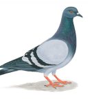 นกพิราบ