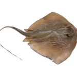 ปลากระเบน