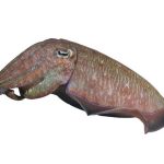 ปลาหมึกกระดอง