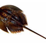 แมงดาทะเล