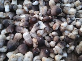 เห็ดฝาง