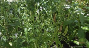 Andrographis paniculata (Burm.f.) Wall.ex Nees