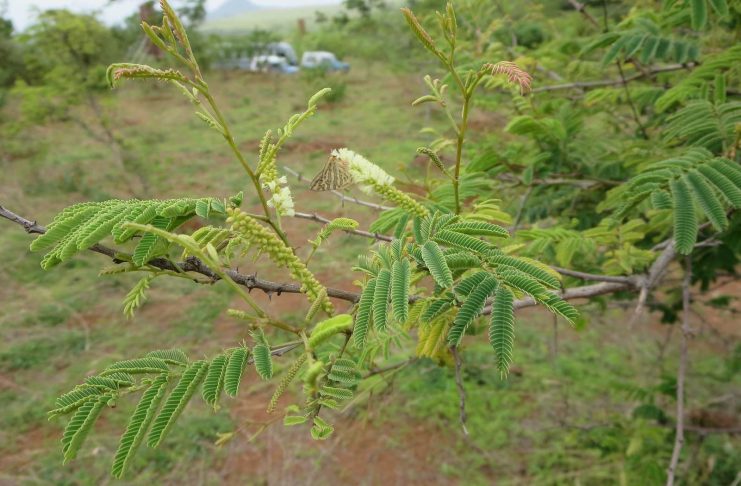 สีเสียดไทย