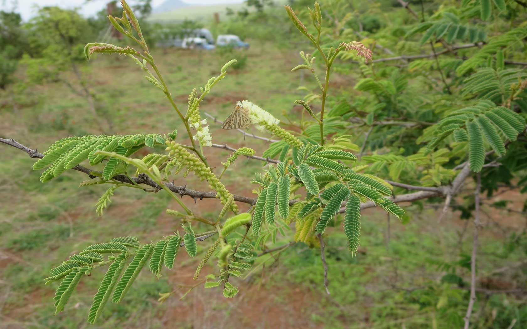 สีเสียดไทย