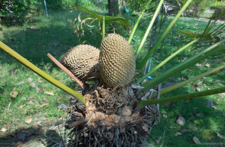 ปรงป่า