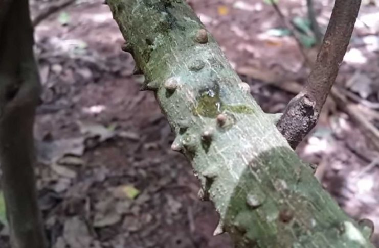แซ่ม้าทะลาย