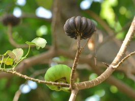 โพธิ์ศรี