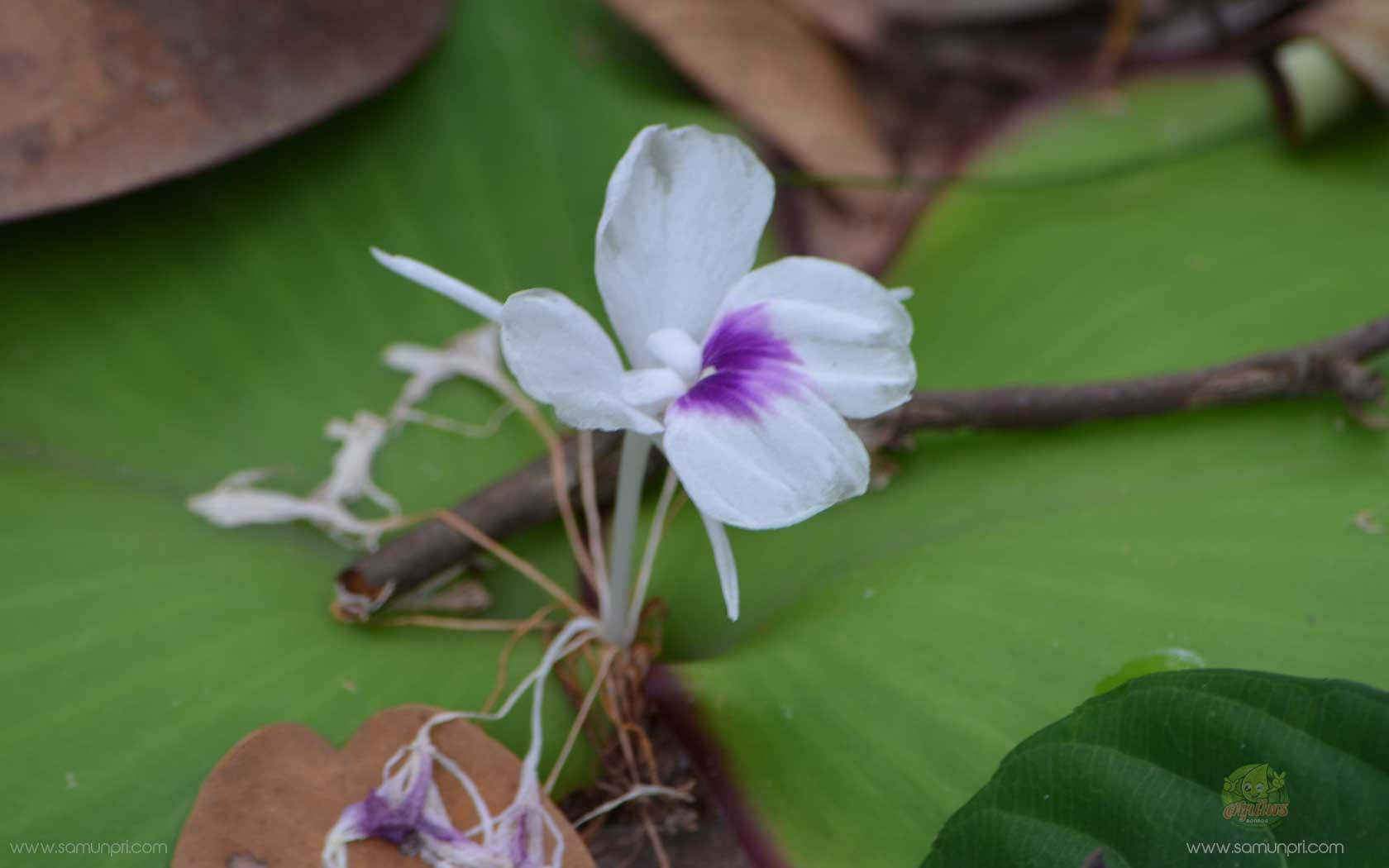 เปราะป่า