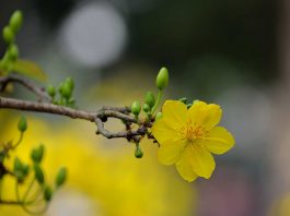 ช้างน้าว