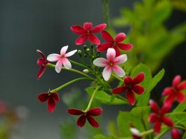 เล็บมือนาง