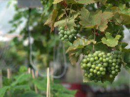Vitis vinifera