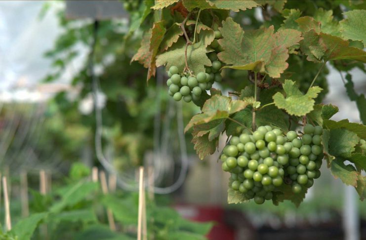 Vitis vinifera