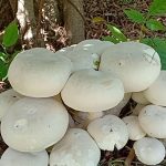 เห็ดตับเต่าขาว