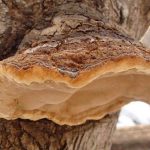 เห็ดกระถินพิมาน