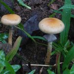 เห็ดขี้วัว