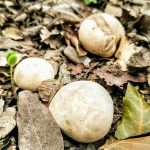 เห็ดจาวมะพร้าว