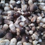 เห็ดฝาง