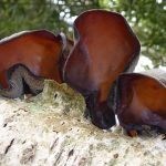 เห็ดหูหนู