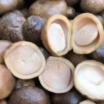 เห็ดเผาะ